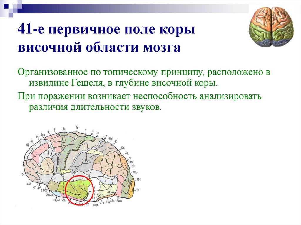 Первичные поля мозга. 41 Первичное поле коры височной области мозга. Первичные вторичные третичные поля коры головного мозга. Первичное поле коры. Первичных корковых полей коры..