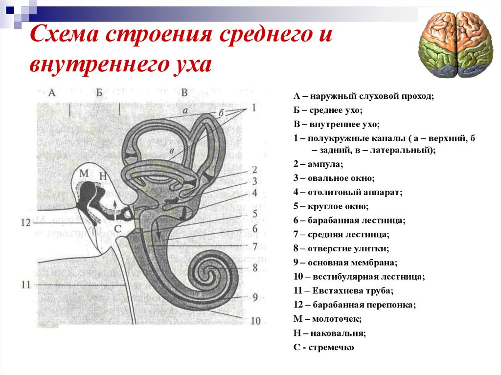 Схема строения внутреннего уха