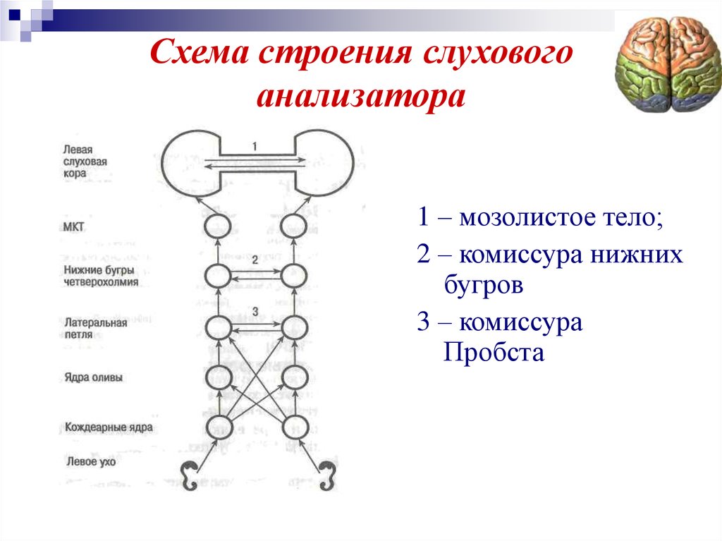 Какого строение слухового анализатора