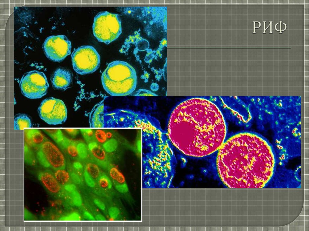 РИФ