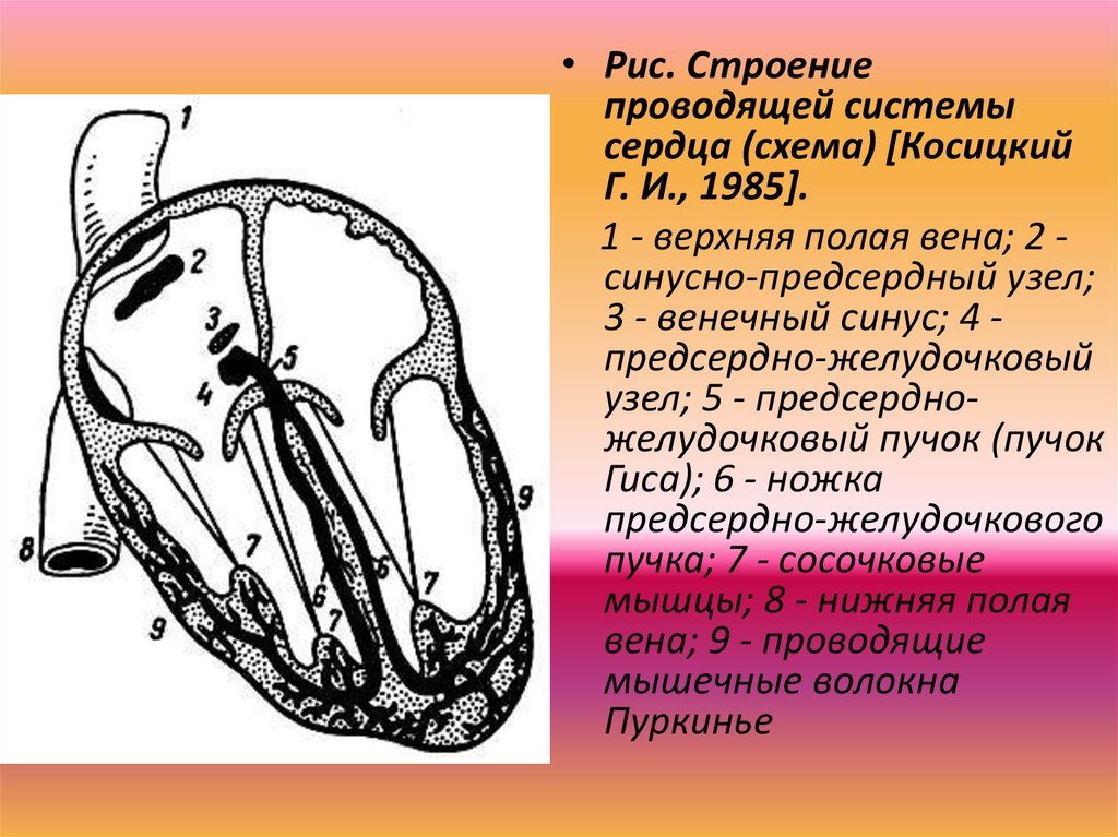 Строение проводя