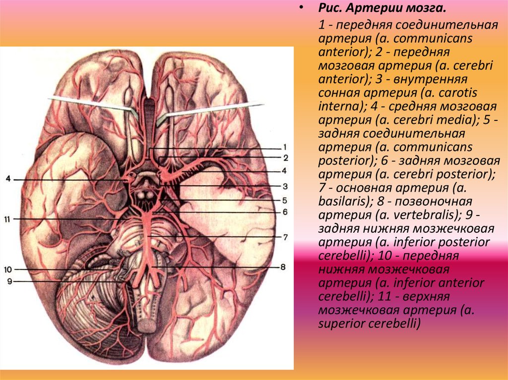 Мозговые артерии головного мозга. Задняя соединительная артерия головного мозга. Передняя мозговая артерия. Передняя соединительная артерия головного мозга. Левая задняя соединительная артерия.