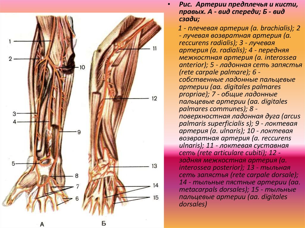 Артерии предплечья схема