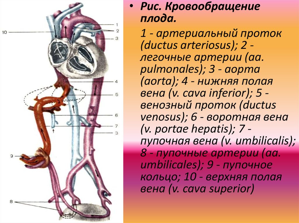 Кровообращение плода