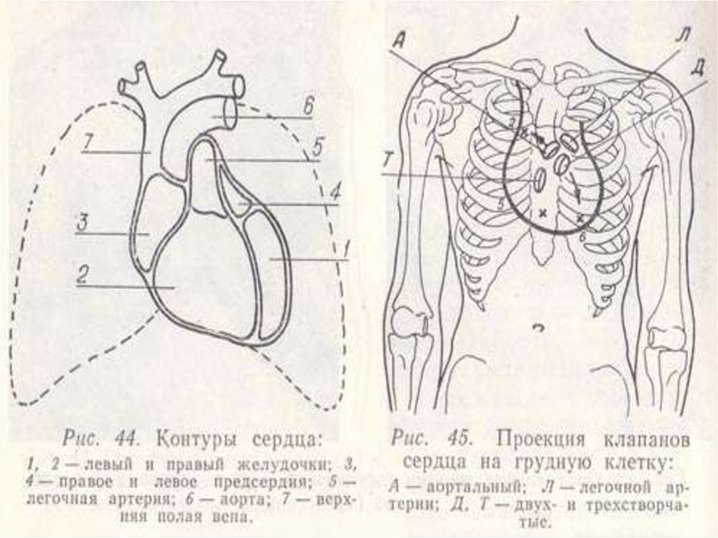 Клапаны сердца на грудной клетке. Проекция границ сердца на переднюю грудную стенку. Проекция границ сердца на грудную клетку. Топография сердца пропедевтика. Схема проекции клапанов.