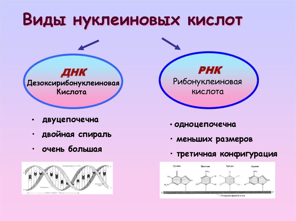 Нуклеиновые кислоты фосфор. Классификация нуклеиновых кислот схема. Функции нуклеиновых кислот.