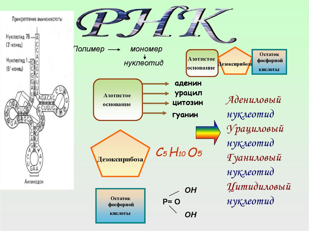 Белки углеводы и нуклеиновые кислоты