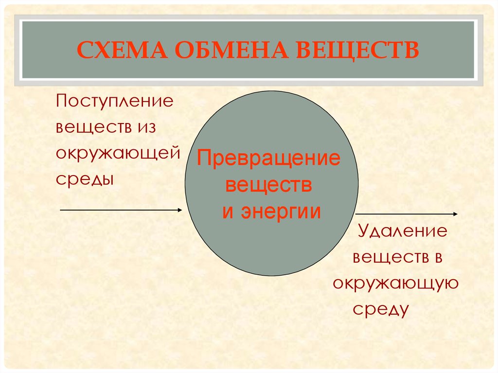 Обмен веществ и окружающей средой регулируется