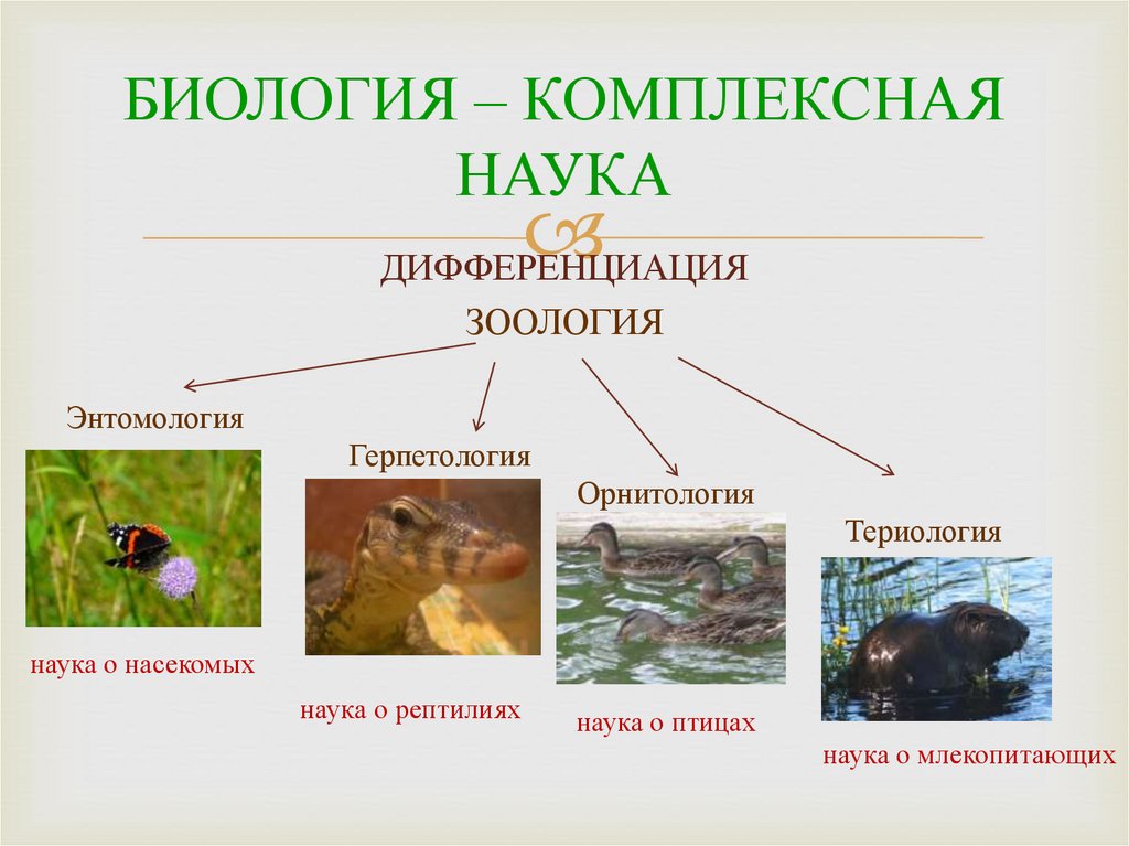 Административная по биологии