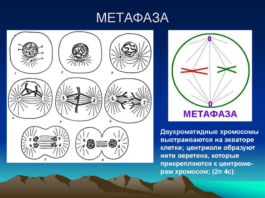 Картинка метафаза митоза