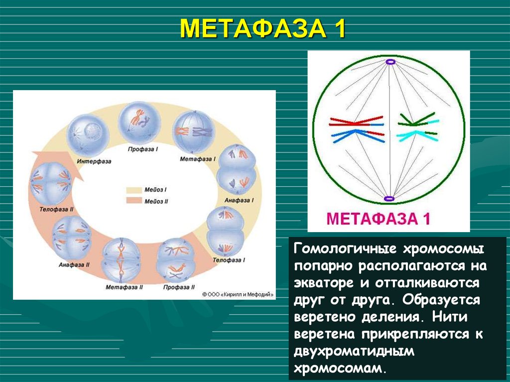 В метафазе первого деления мейоза происходит