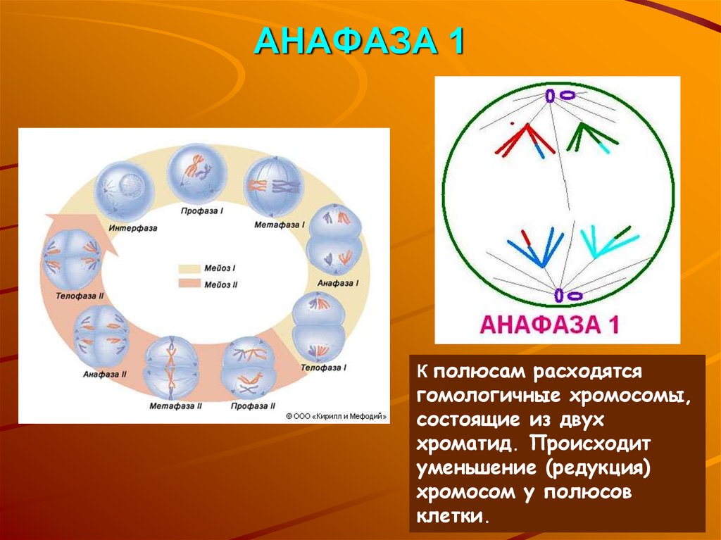 Мейоз анафаза 2 набор хромосом. Метафаза мейоза 2. Телофаза мейоза 2. Метафаза анафаза телофаза анафаза. Метафаза мейоза 1.