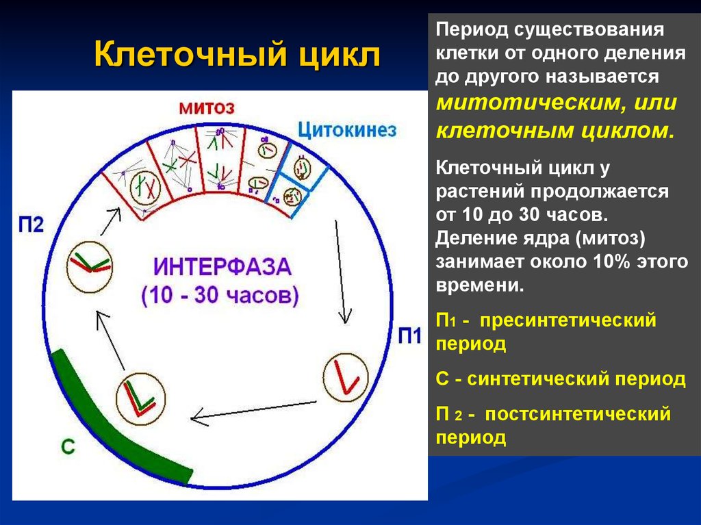 6 жизненный цикл клетки. G1 s g2 клеточный цикл. Жизненный цикл клетки m g1 s g2. G1 фаза клеточного цикла. Длительность фаз клеточного цикла.