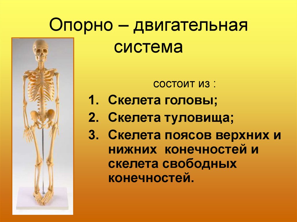 Перечислите отделы скелета. Скелет человека опорно двигательная система. Опорно-двигательная система человека строение костей. Скелет туловища скелет конечностей. Анатомия опорно двигательная система скелет.