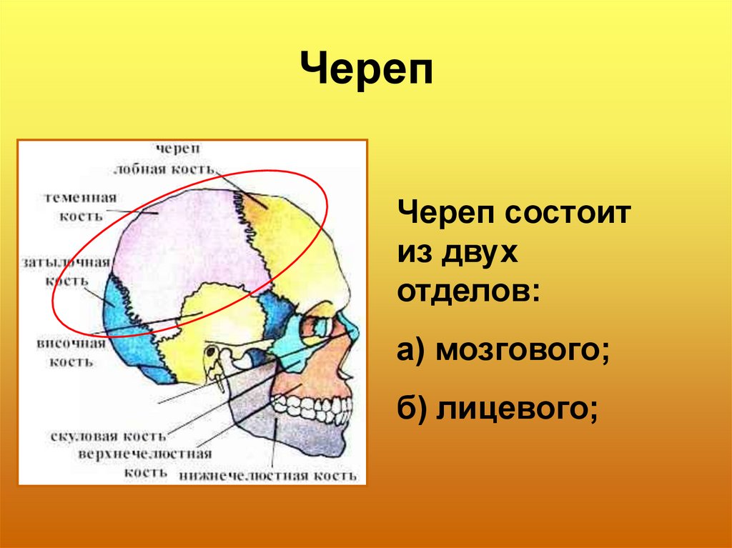 Мозговая лицевая часть черепа. Отделы черепа. Отделы черепа человека. Мозговой отдел черепа. Мозговой и лицевой отделы черепа.
