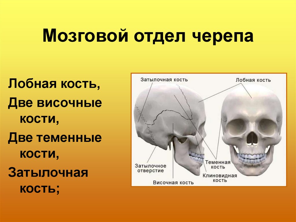 Лицевой скелет черепа. Скелет человека мозговой отдел черепа. Кости мозгового отдела черепа человека. Череп отделы и кости их образующие. Строение черепа человека мозговой и лицевой отделы.