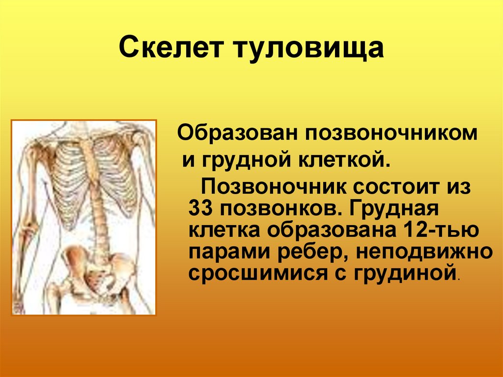 Функция скелета организма. Скелет туловища. Строение скелета туловища. Скелет туловища анатомия. Скелет туловища позвоночник и грудная клетка.