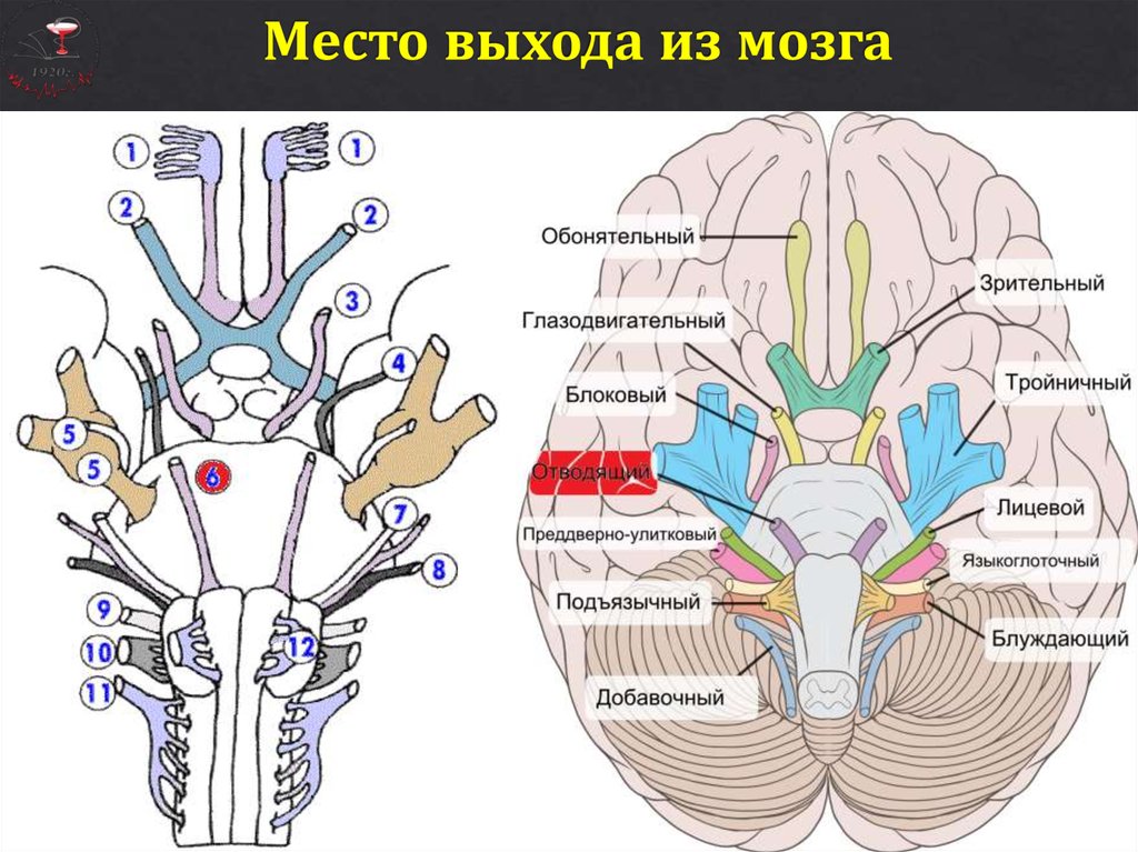 Нервы обонятельный зрительный. Состав периферического отдела обонятельного мозга. Обонятельная луковица головного мозга анатомия. Структуры центрального отдела обонятельного мозга. Обонятельный мозг анатомия препарат.