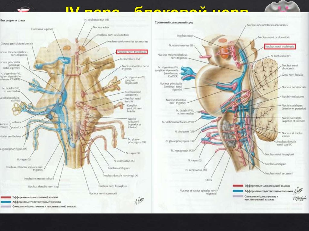 Третья пара черепных нервов. Трохлеарис нерв. 3 Пара черепных нервов анатомия. Блоковой нерв (n. trochlearis) иннервирует. Nucleus nervi trochlearis.
