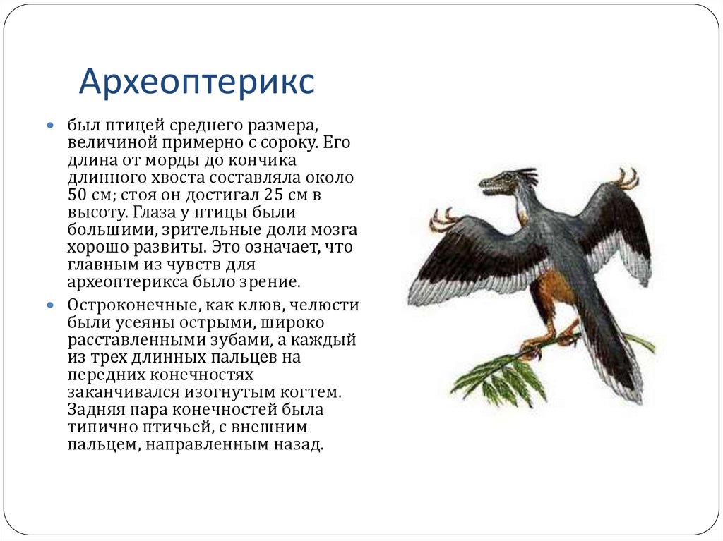 Откуда появились птицы. Археоптерикс Эволюция птиц. Древняя птица Археоптерикс. Предок птиц Археоптерикс. Древние птицы Археоптерикс.