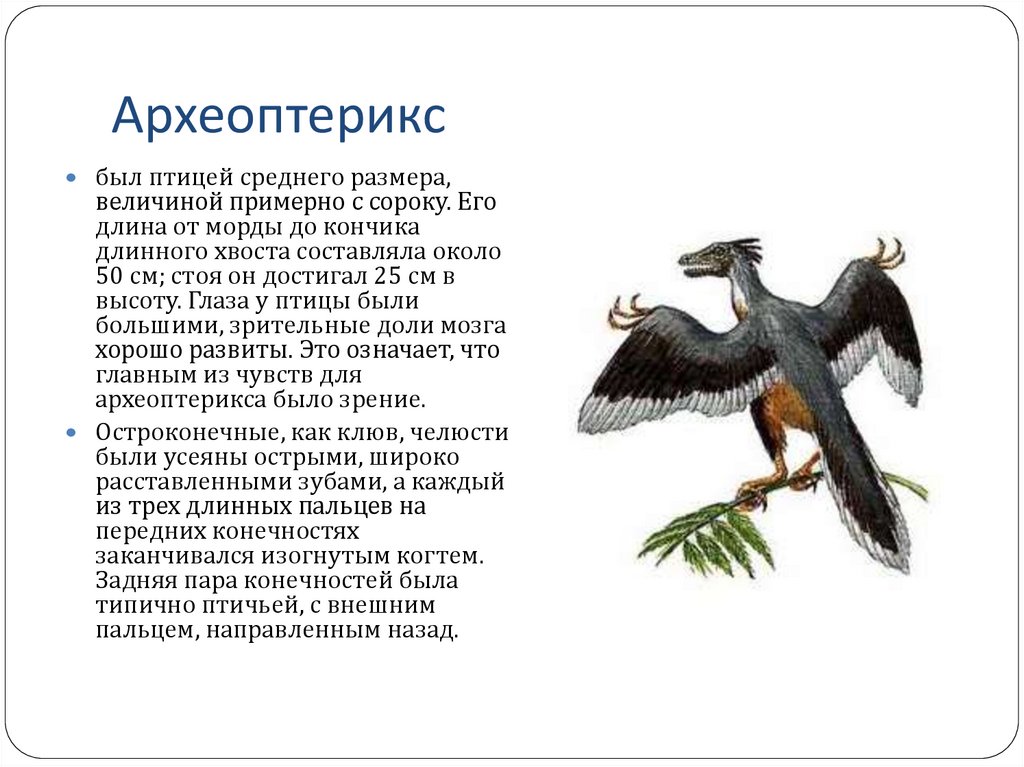 Когда появились птицы. Археоптерикс Эволюция птиц. Археоптерикс древнее животное представитель класса. Птицы произошли от пресмыкающихся. Птицы произошли от древних.