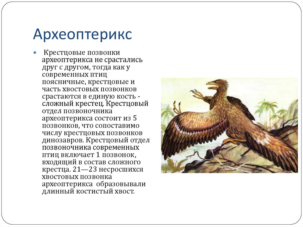 На рисунках изображены скелет с отпечатком перьев и реконструкция археоптерикса обитавшего 150 147