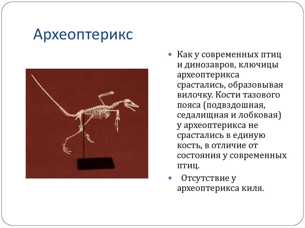 Вилочка у птиц это. Происхождение археоптерикса. Археоптерикс классификация. Археоптерикс скелет. Археоптерикс описание.