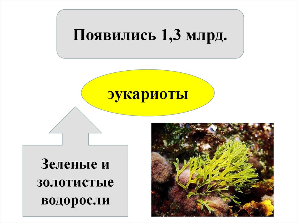 Презентация развитие растительного мира на земле 6 класс презентация