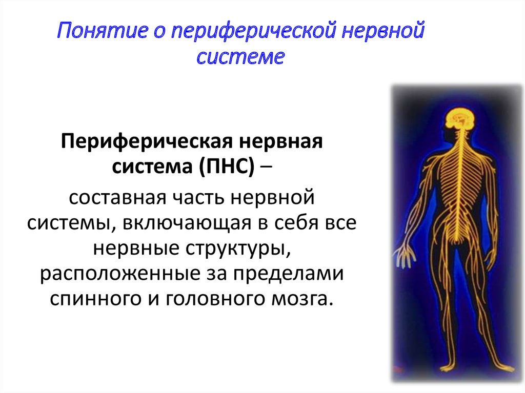Центральная и периферическая нервная система функции. Периферическая нервная система человека. Структуры периферической нервной системы. Схема периферической нервной системы. Периферическая нервная система состоит.