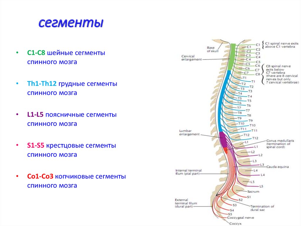 Функции шейного отдела. Сегменты s1 s2 спинного мозга. Сегментарное строение спинномозговые нервы. Строение сегмента спинного мозга. Соответствие сегментов спинного мозга и позвонков таблица.