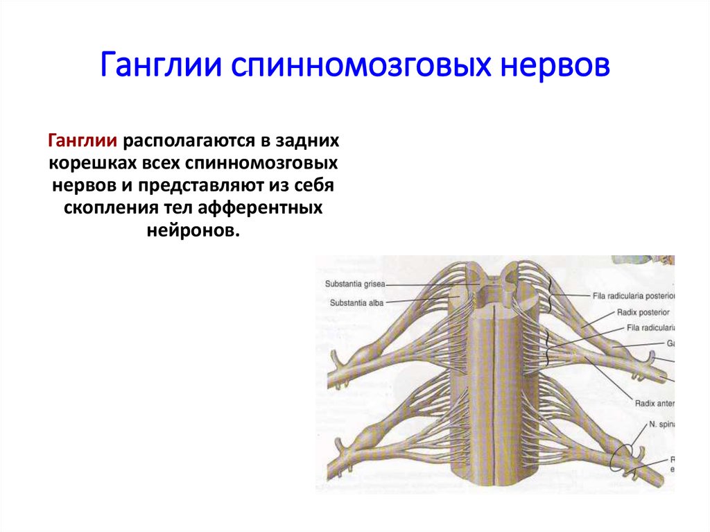 Строение спинного нерва. Строение спинного мозга нервный узел. Строение и функции спинномозговых нервов. Строение нервов и нервных узлов. Строение спинномозгового нервного узла.