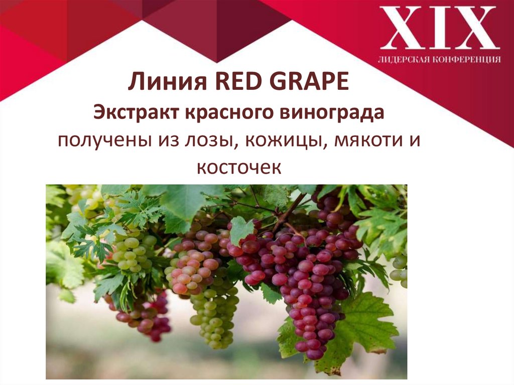 Лист красного винограда купить