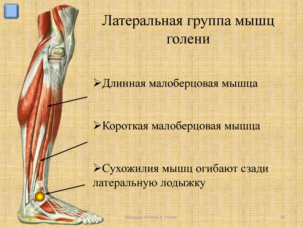 Голень б к. Малоберцовая группа мышц. Анатомия мышц голени сбоку. Медиальная группа мышц голени анатомия. Мышцы латеральной группы голени и стопы.