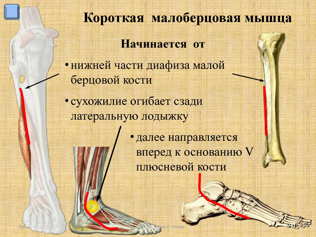 Малоберцовая кость находится. Малоберцовая кость голени. Кости голени большеберцовая кость. Кости малой берцовой кости. Малая берцовая кость ноги.