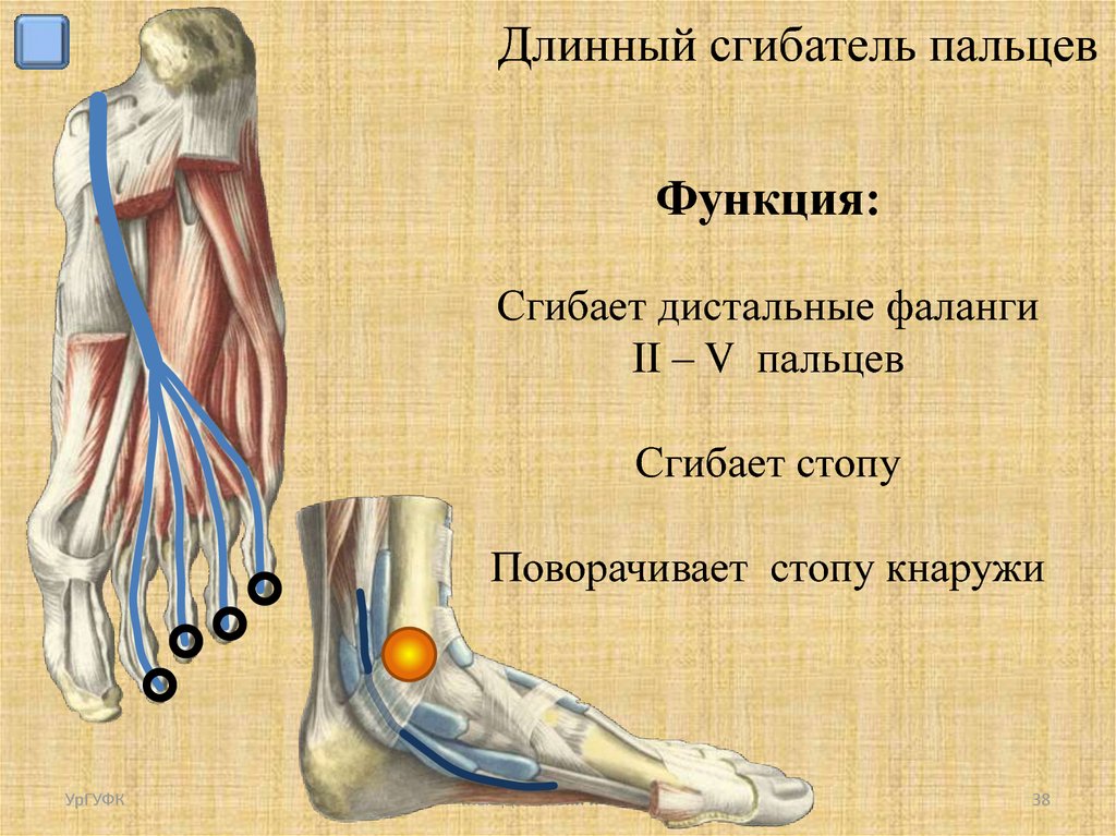 Малоберцовый нерв восстановление. Длинный сгибатель пальцев функции. Червеобразные мышцы стопы. Длинный сгибатель пальцев мышца голени. Длинная и короткая малоберцовая мышца.