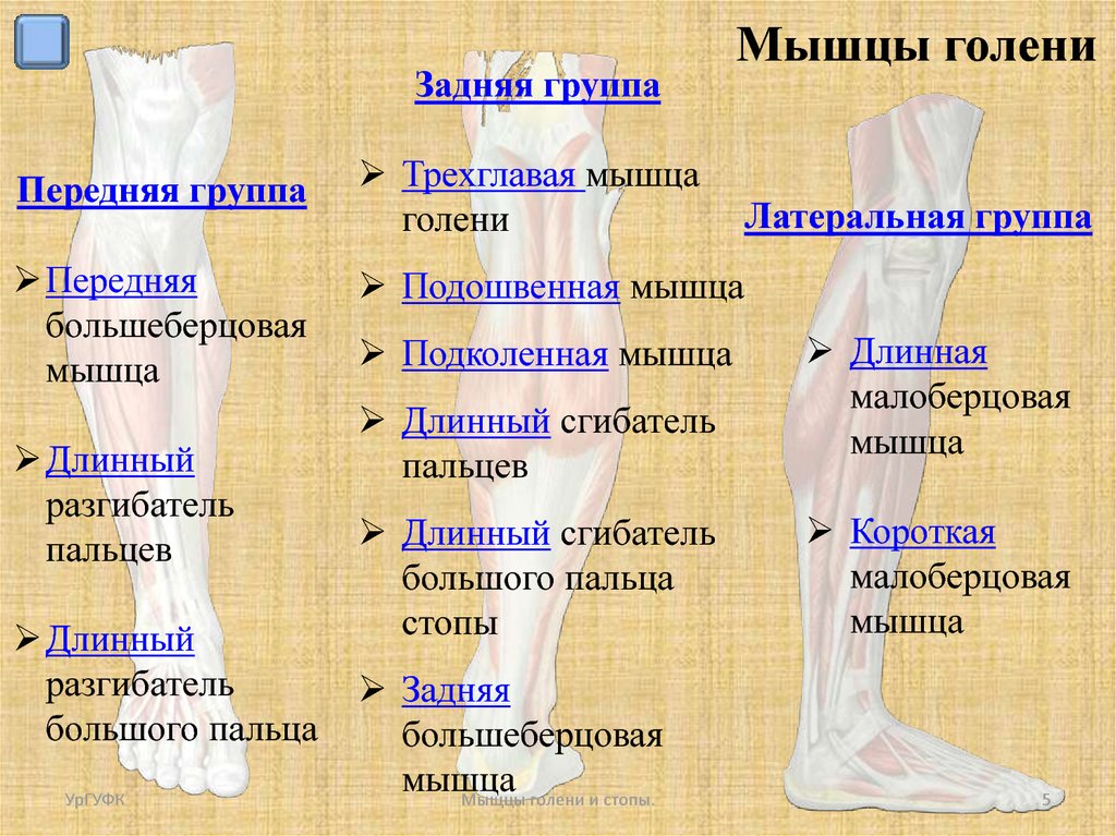 Мыщцы голени и стопы - презентация онлайн