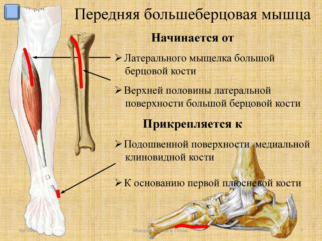 Болит колено большая берцовая кость. Большеберцовая мышца. Передняя большеберцовая мышца. Передняя большеберцовая мышца болит. Мышцы берцовой кости.