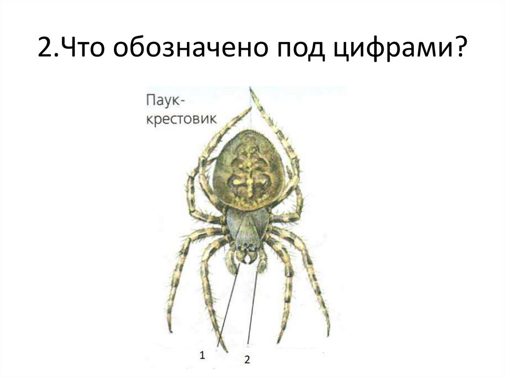 3 пары ходильных конечностей. 3 Пары ходильных ног. Сколько пар ходильных ног у паукообразных. Пять пар ходильных ног. Камчатский краб сколько ходильных ног.