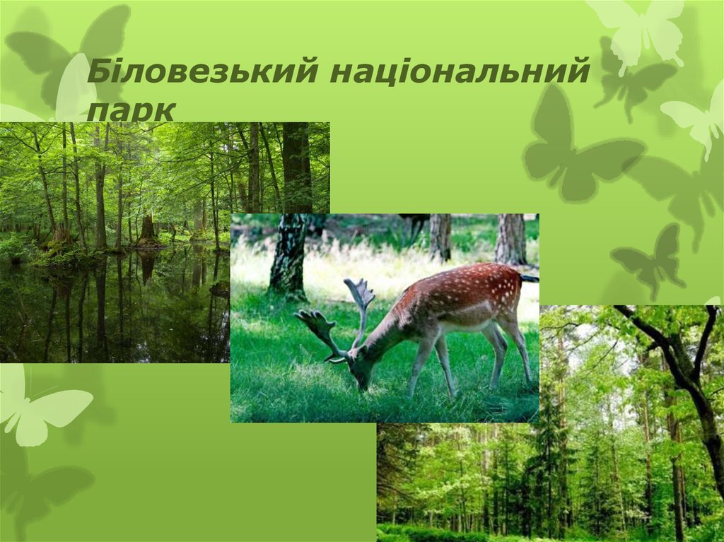 Біловезький національний парк