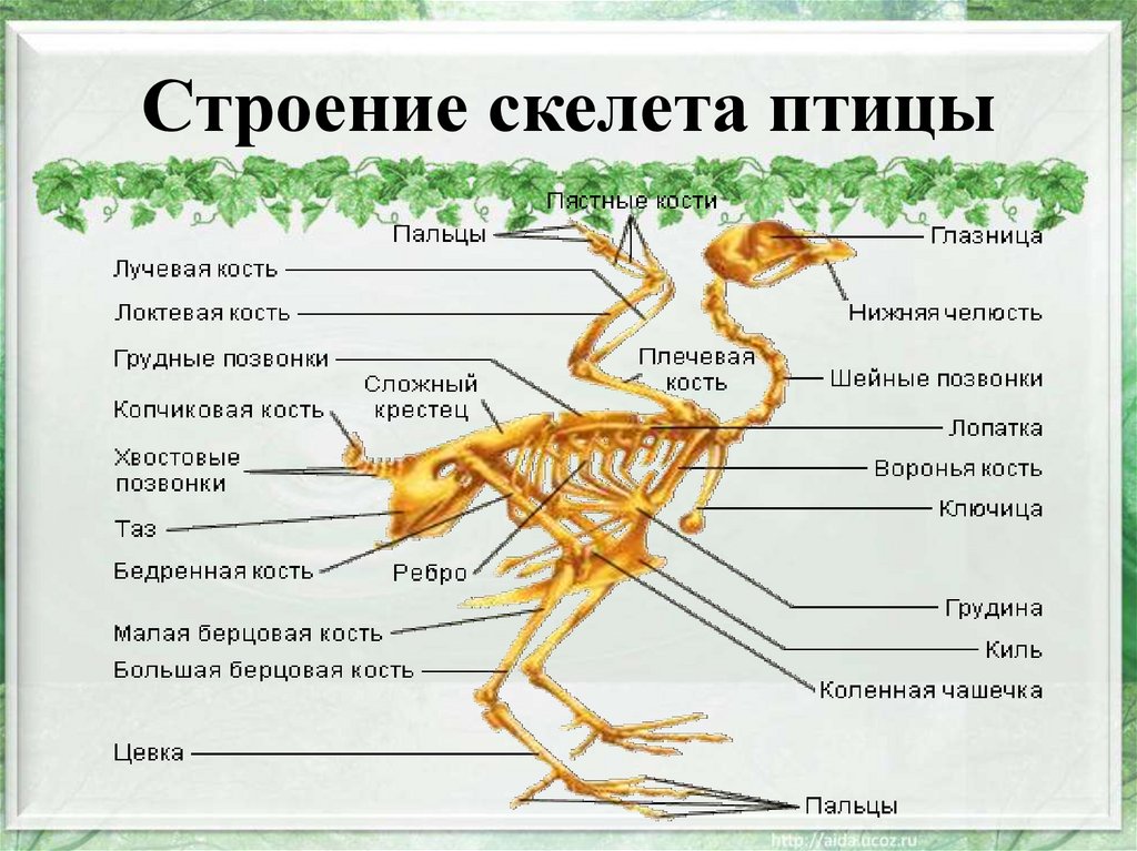 Скелет птиц приспособлен у птиц кости. Скелет птицы анатомия. Строение скелета птицы. Строение скелетамтицы. Анатомия костей птиц.