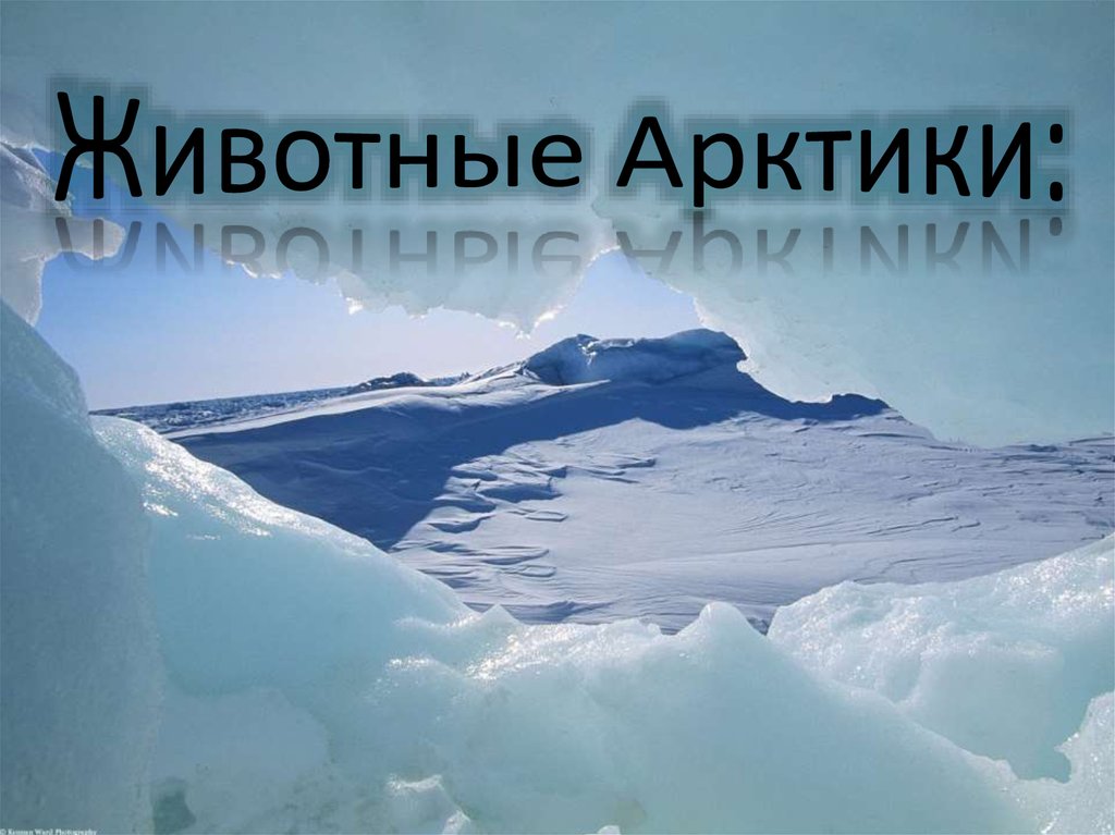 Животные Арктики: