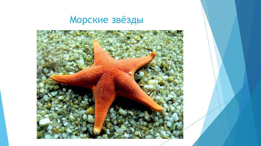 Характеристика морской звезды. Беспозвоночные животные 5 класс биология морские. Класс морские звезды. Морская звезда биология. Беспозвоночные морская звезда.