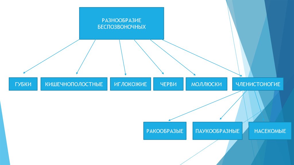 Подцарство многоклеточные схема