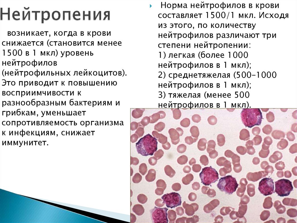 Красный костный мозг это. Нейтрофилез и нейтропения. Нейтропения картина крови. Снижение количества нейтрофилов. Причины нейтропении.