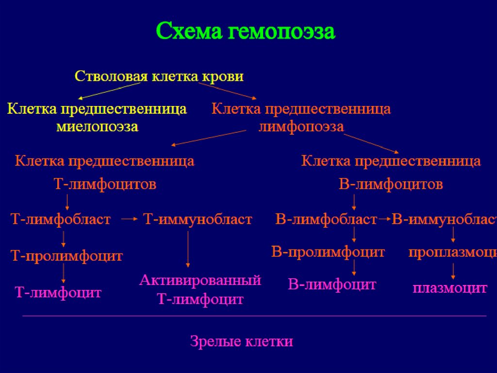 Этапы гемопоэза. Схема гемопоэза. Схема постэмбрионального кроветворения. Клетка предшественница в в лимфоцитах. Постэмбриональный гемоцитопоэз схема.