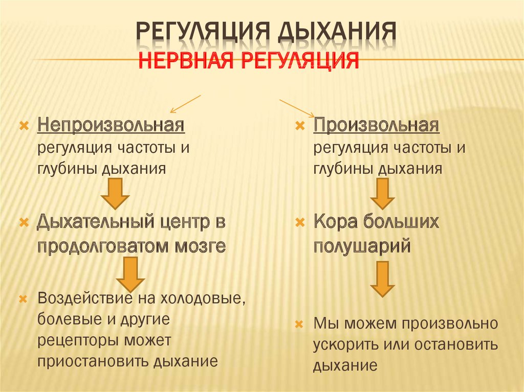 Гуморальная регуляция примеры. Регуляция дыхания нервная и гуморальная таблица. Нервная регуляция процесса дыхания. Гуморальная регуляция дыхания схема. Два способа регуляции дыхания.