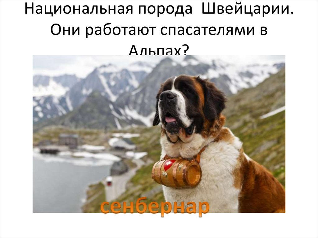 Национальная порода Швейцарии. Они работают спасателями в Альпах?