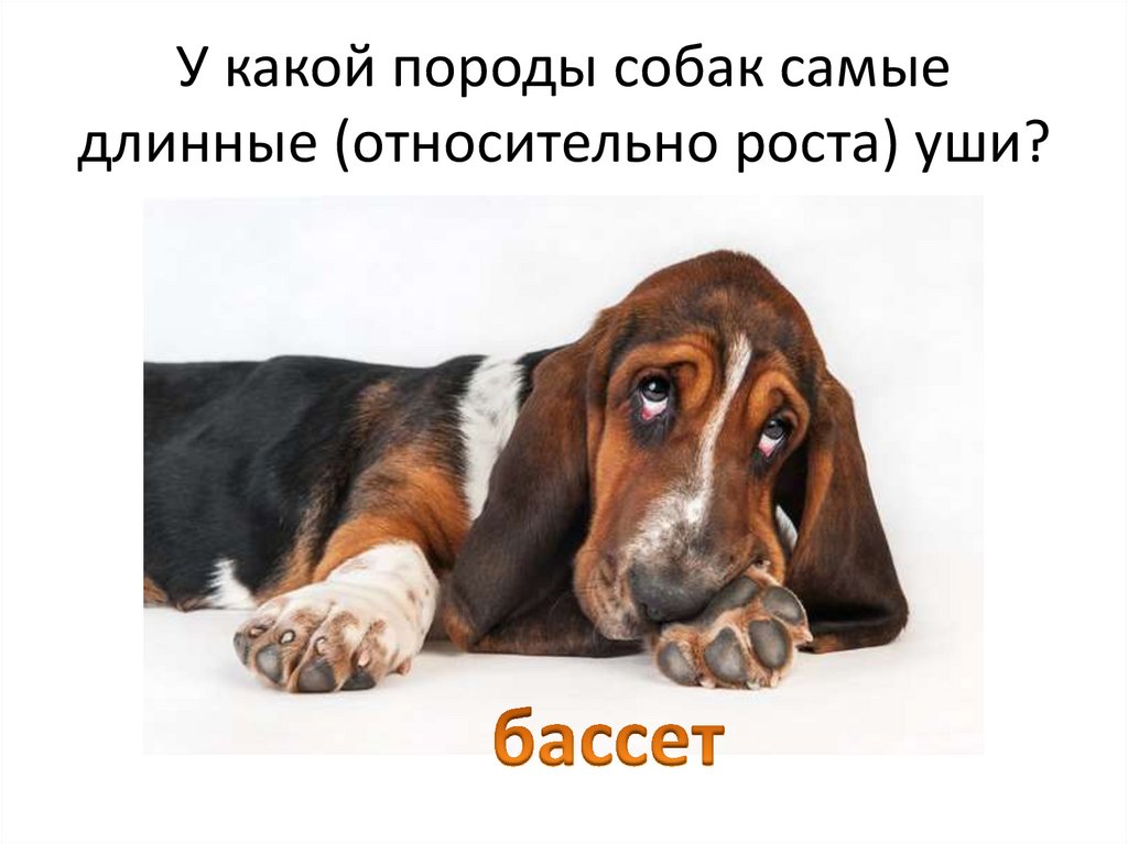 У какой породы собак самые длинные (относительно роста) уши?
