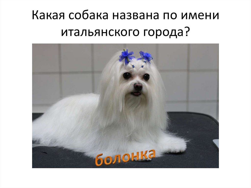 Песня называется собака