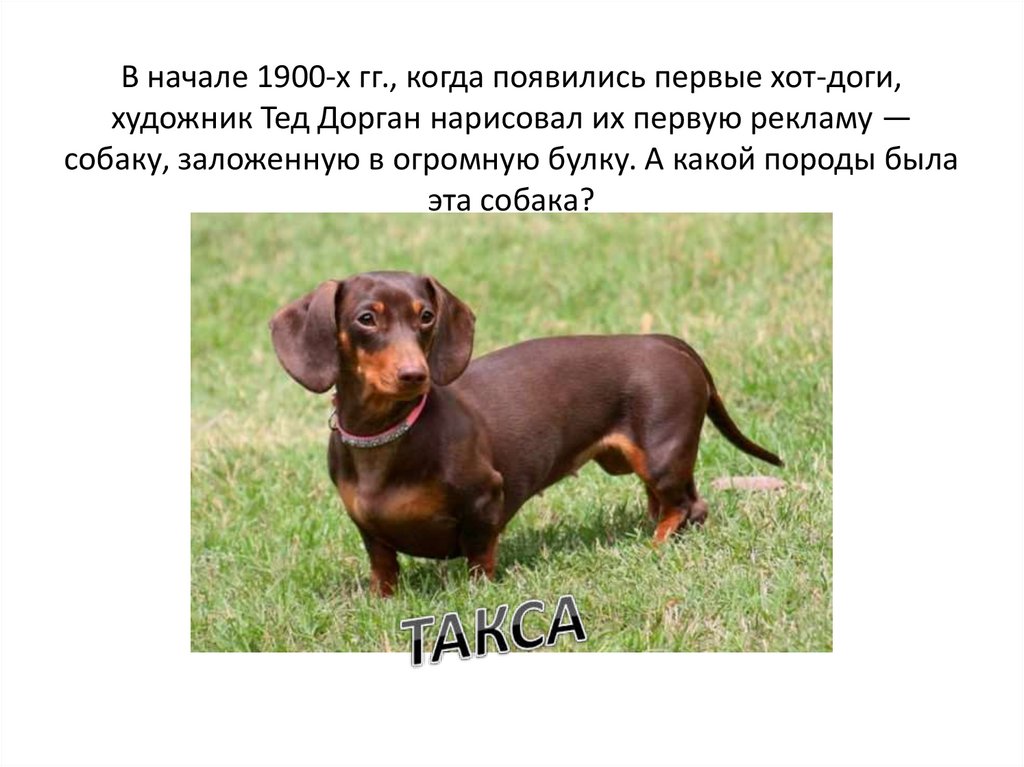 В начале 1900-х гг., когда появились первые хот-доги, художник Тед Дорган нарисовал их первую рекламу — собаку, заложенную в